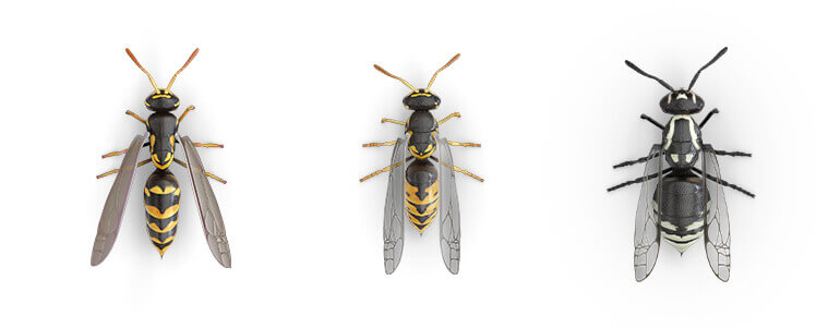 Immagini comparative di una vespa cartonaia, di una giacca gialla e di un calabrone.