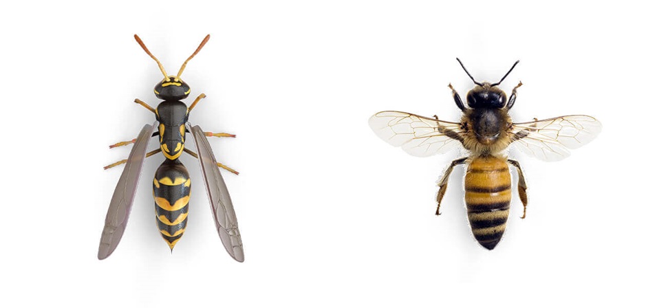 Immagini comparative di una vespa e di un’ape.