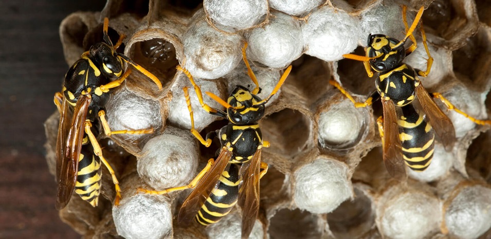 Wasps on a hive.