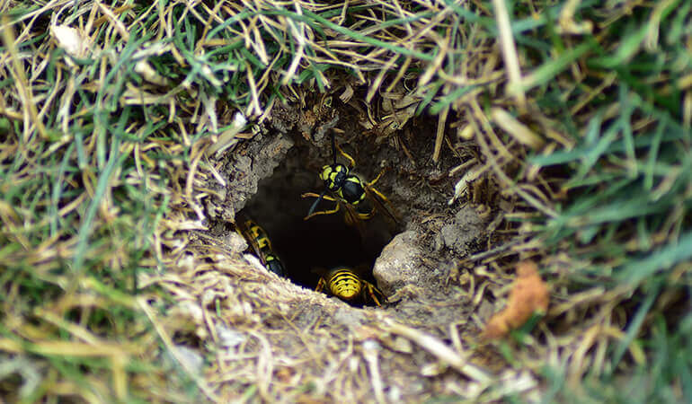 Giacche gialle che lasciano un nido situato in un buco nel terreno.