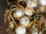 Wasps on a hive.