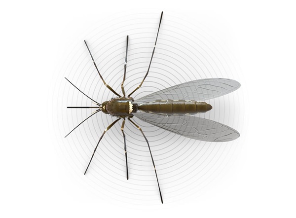 Top-view illustration of a mosquito.