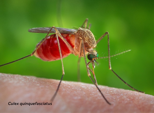 Close-up of a Culex quinquefasciatus (mosquito) on human skin.