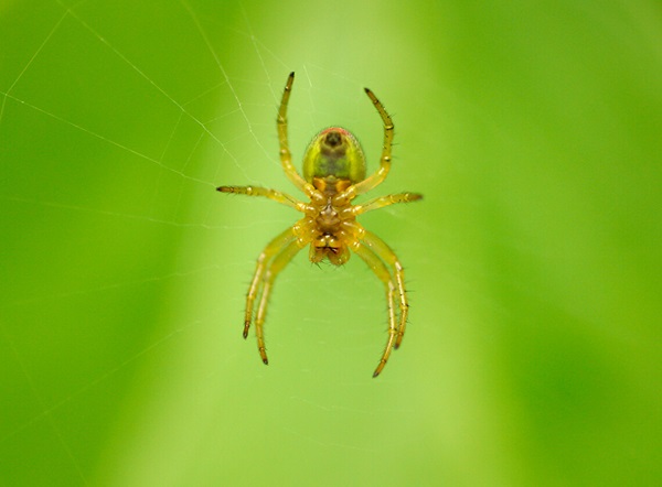 Close-up image of a spider hanging from a spider web.