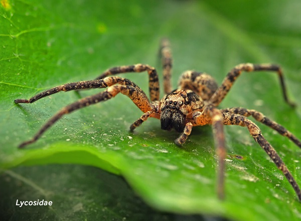 Close-up image of a wolf spider (Lycosidae).