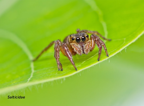 Close-up image of a jumping spider (Salticidae).