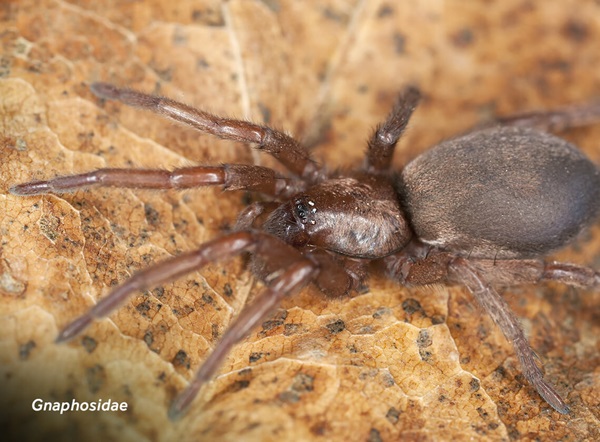 Close-up image of a ground spider (Gnaphosidae).