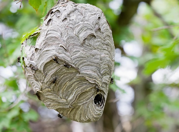 Hornets on a hornet nest hanging from a tree branch.