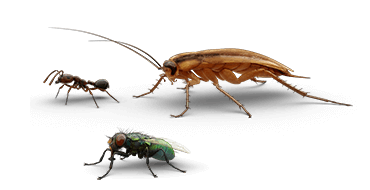 Illustrazioni di formica, scarafaggio e mosca